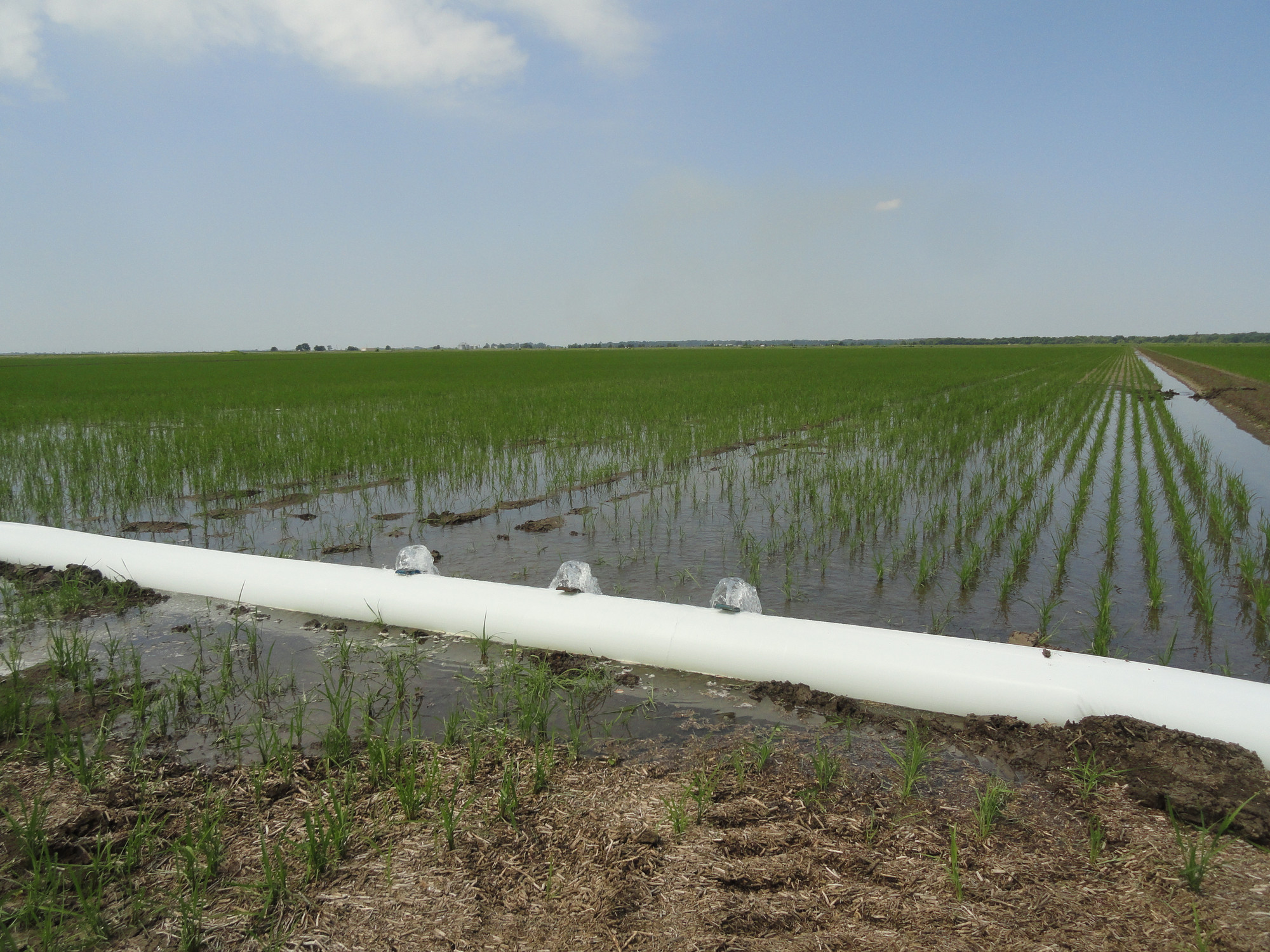 Texas rice fields
